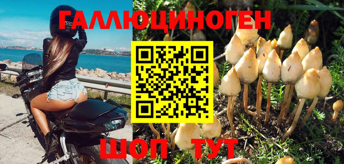 закладка  Серов  Галлюциногенные грибы Psilocybine cubensis 